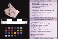 Foto (Objekt + Etiketten) von Longodromites ovalis (Moericke, 1897) (NHMW-GEO-1990-0041-0237)